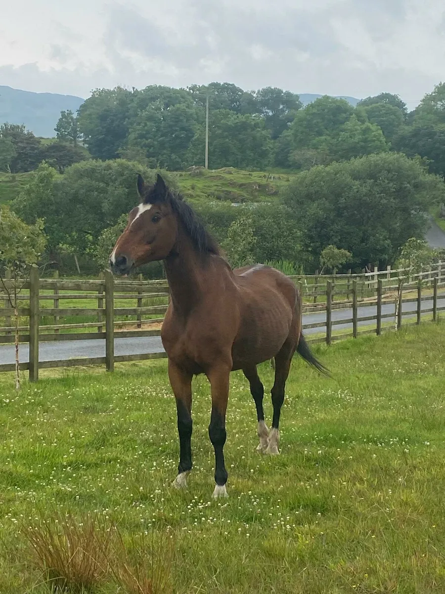 Irish Sport Horse - Image 2