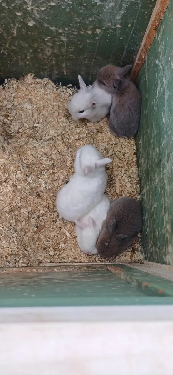 Dwarf baby rabbits - Image 2