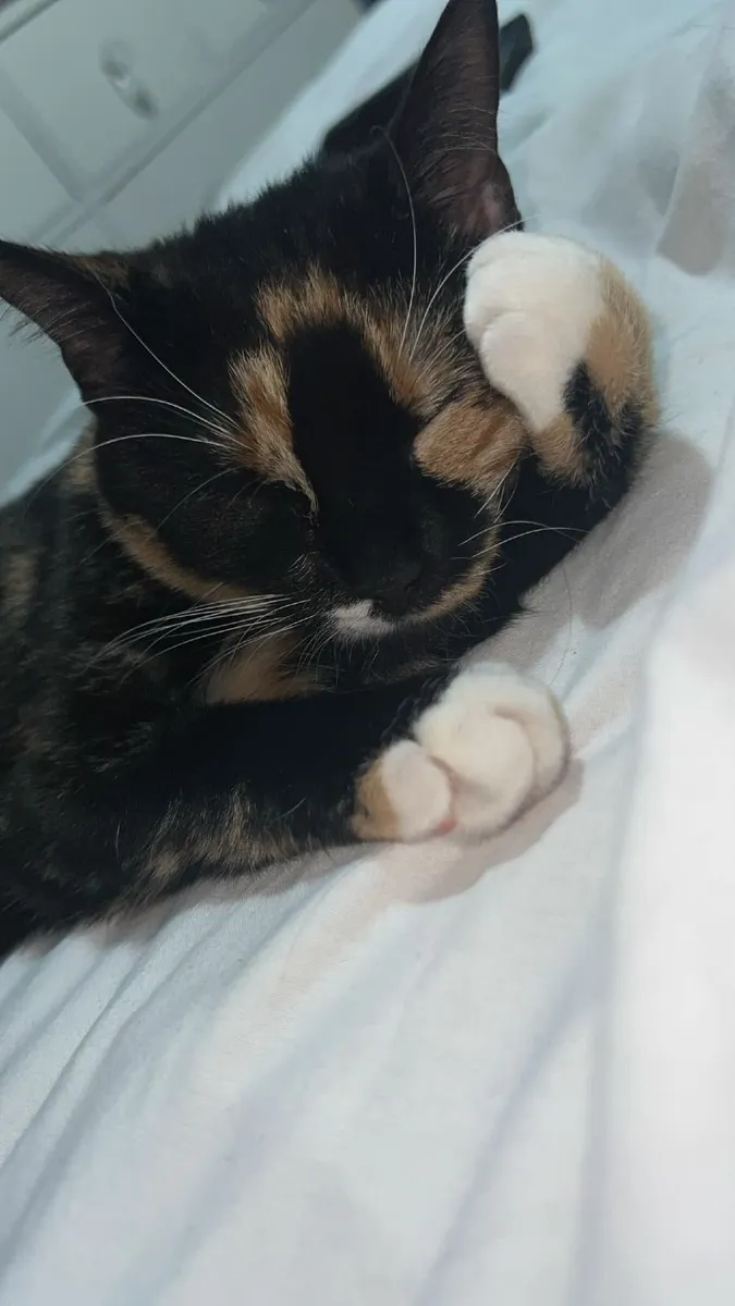 Cat - Image 1