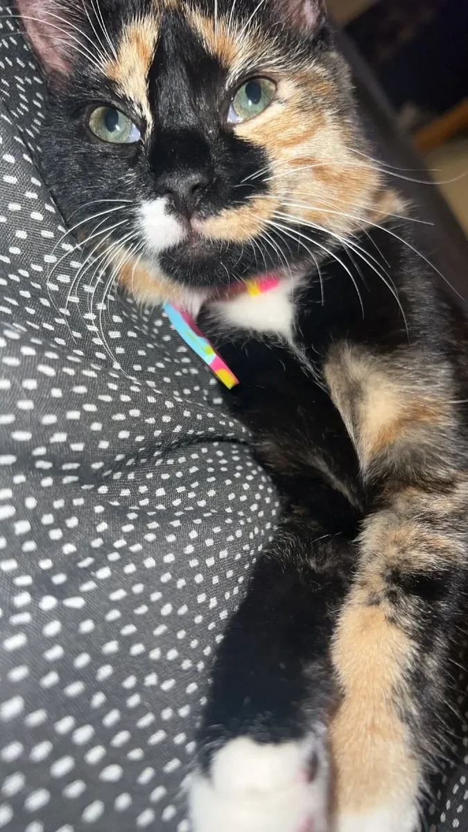 Cat - Image 2
