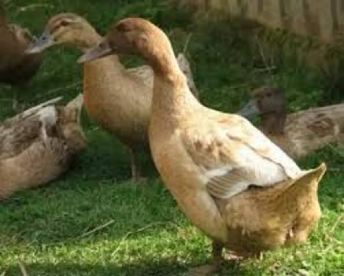 poultry - Image 1