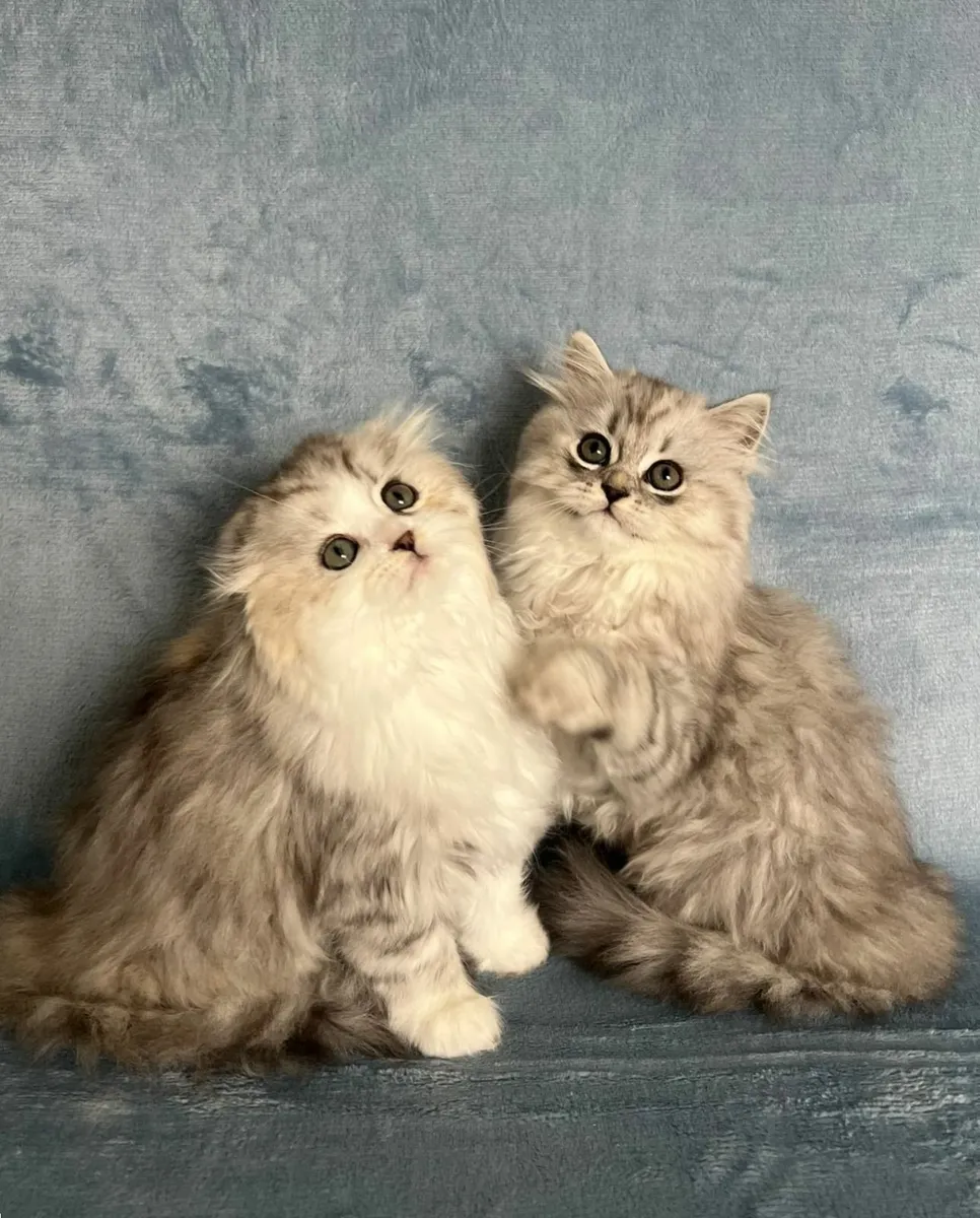 Fluffy Scottish Chinchilla Kittens - Image 1
