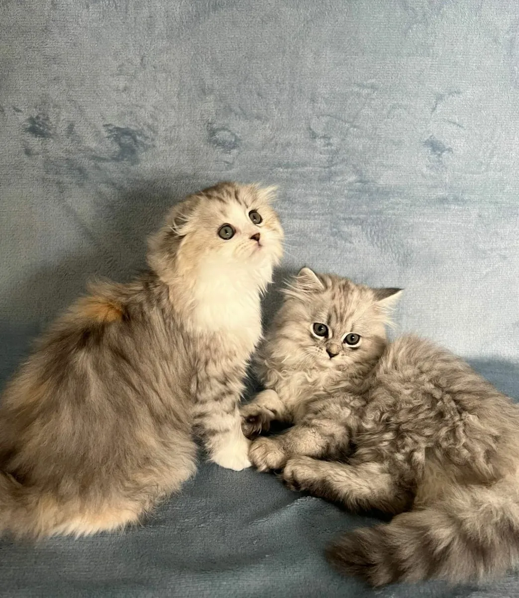 Fluffy Scottish Chinchilla Kittens - Image 2