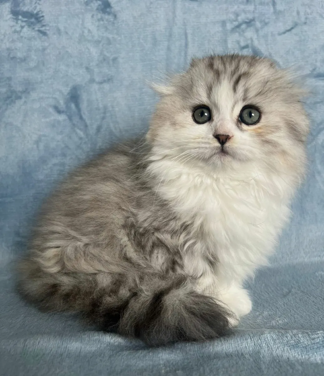 Fluffy Scottish Chinchilla Kittens - Image 4