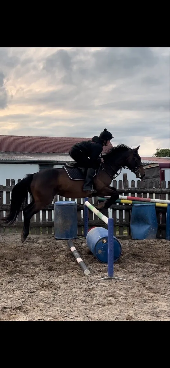 16h allrounder - Image 1