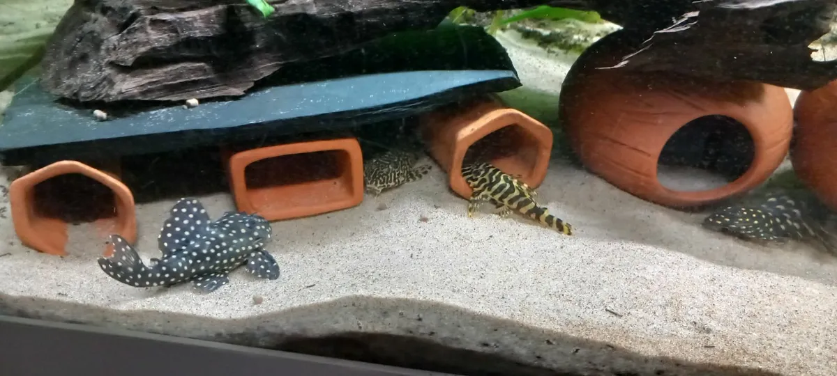 Fish Tanks, Rare plecos and Shrimp - Image 1