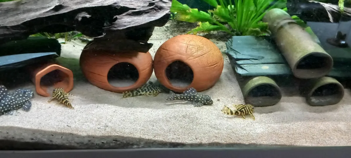 Fish Tanks, Rare plecos and Shrimp - Image 2