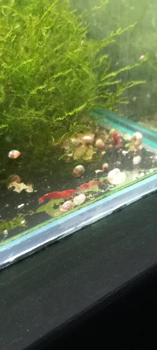Fish Tanks, Rare plecos and Shrimp - Image 3