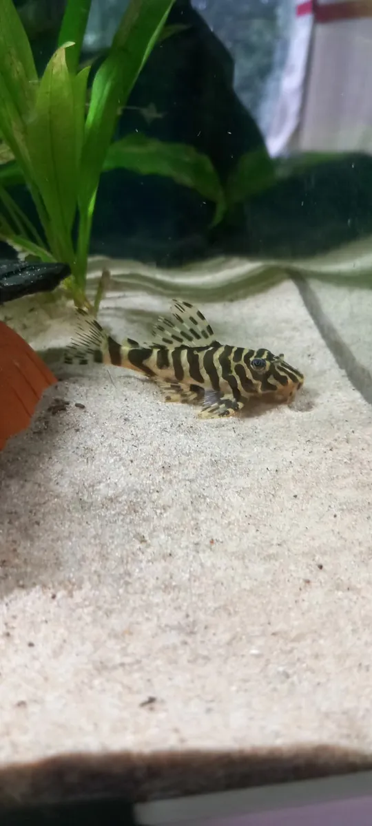 Fish Tanks, Rare plecos and Shrimp - Image 4