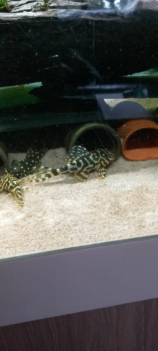 L134 plecos - Image 1