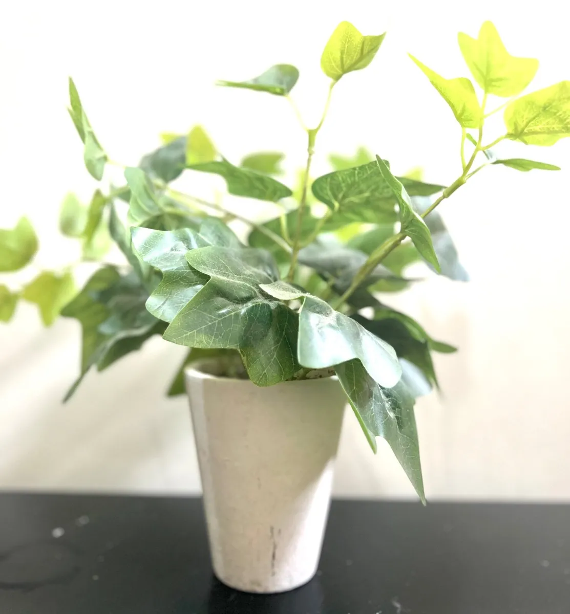3 pack of plants - Image 4