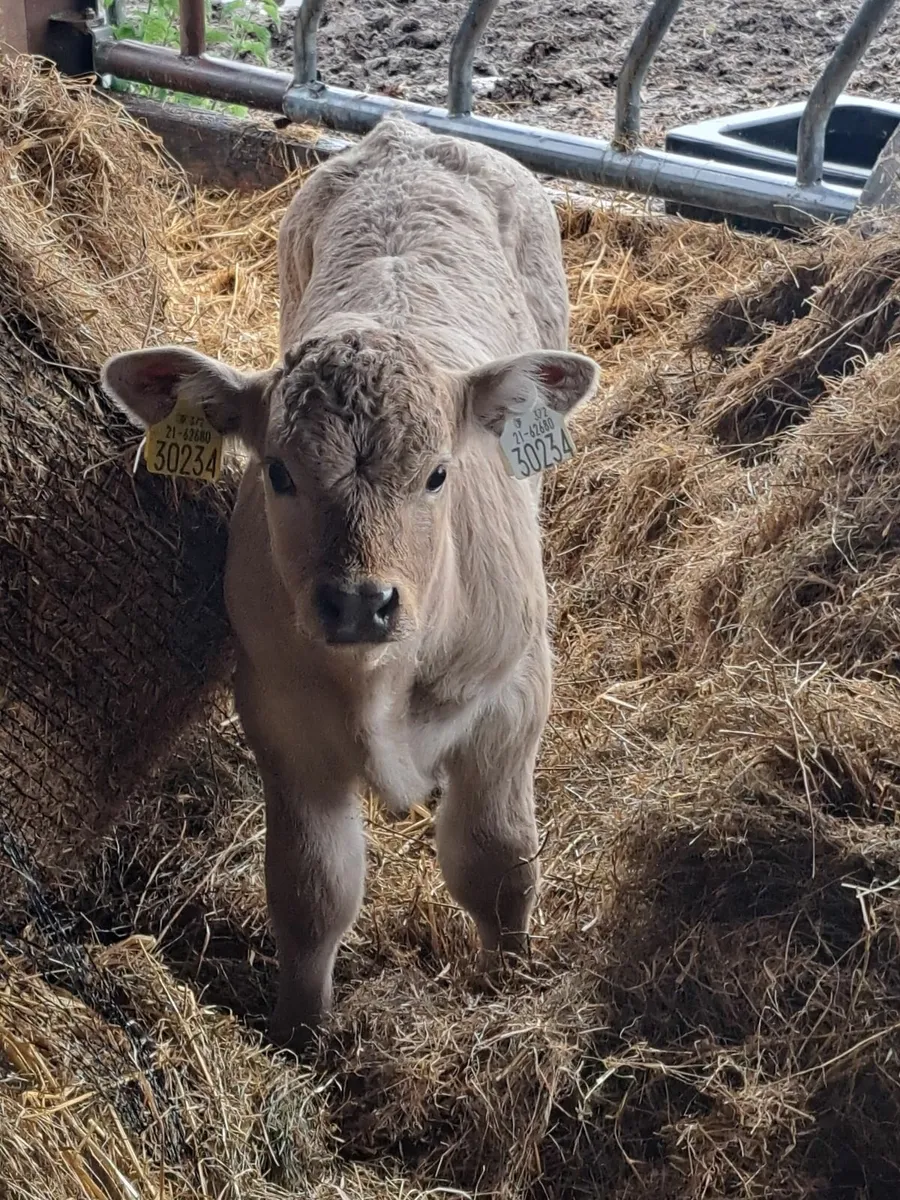 Organic bull Calf - Image 3