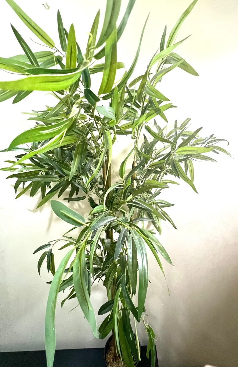 Beautiful green false tree