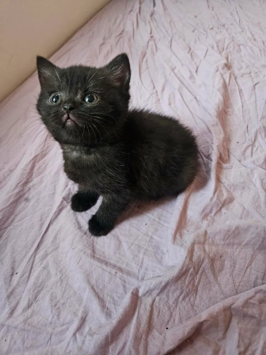Brithsh Shorthair black kitten left felmale - Image 1