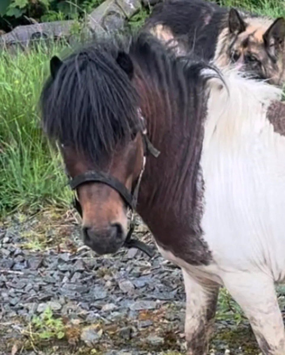 Miniature Shetland for stud - Image 1
