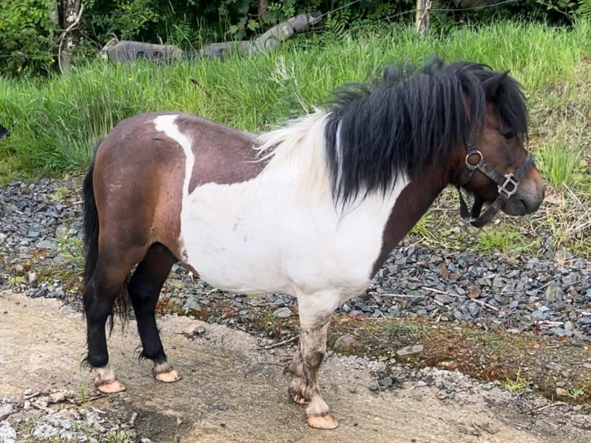 Miniature Shetland for stud - Image 2