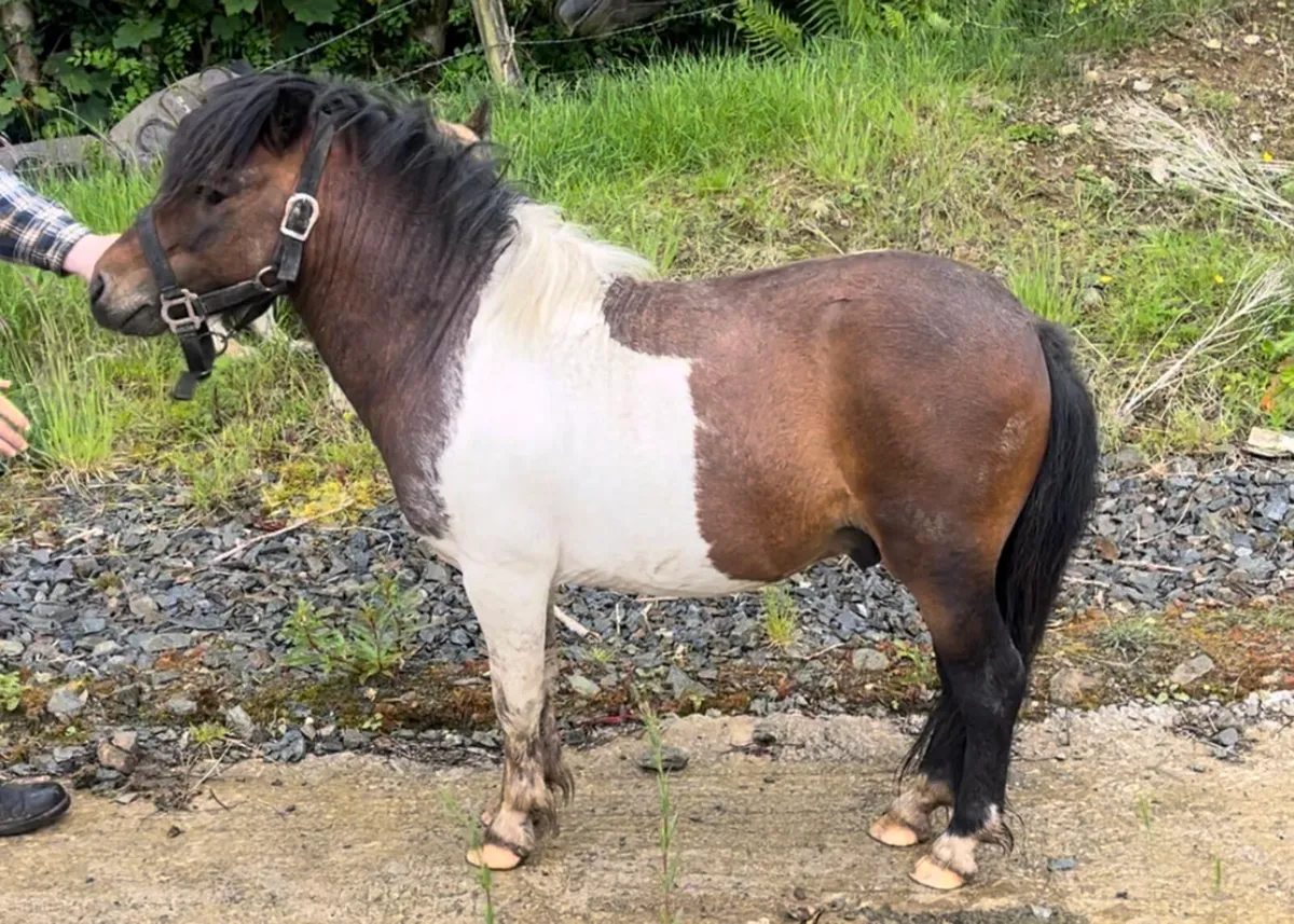 Miniature Shetland for stud - Image 3