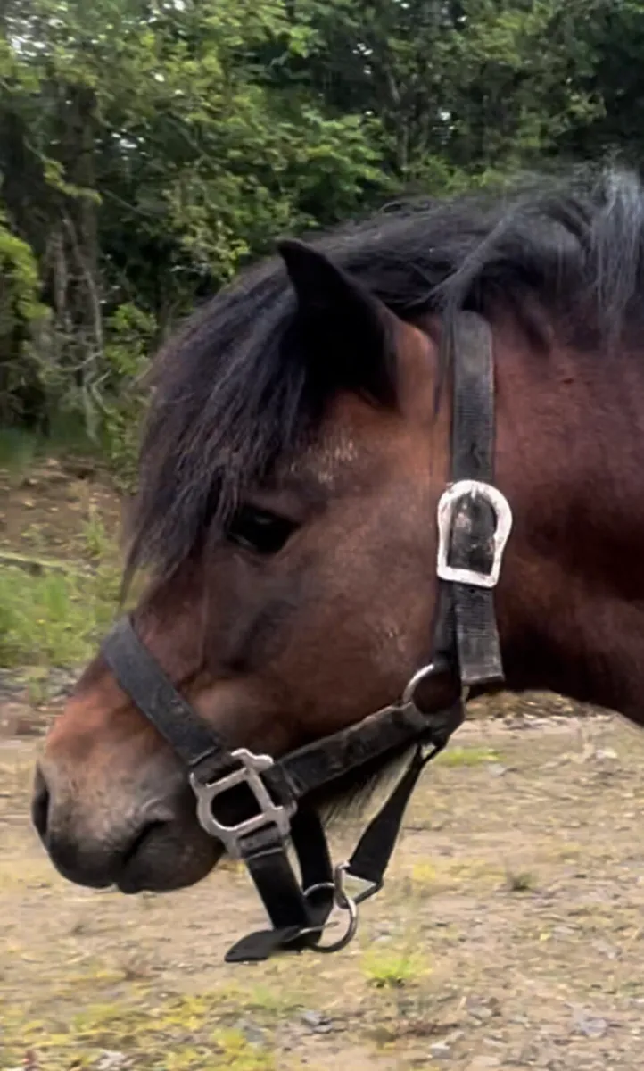 Miniature Shetland for stud - Image 4