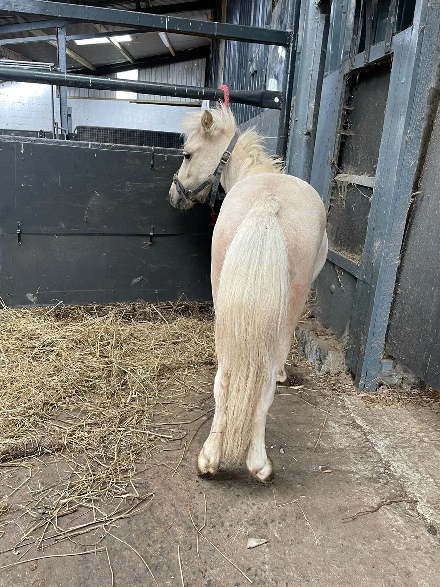 Palomino minature colt - Image 2
