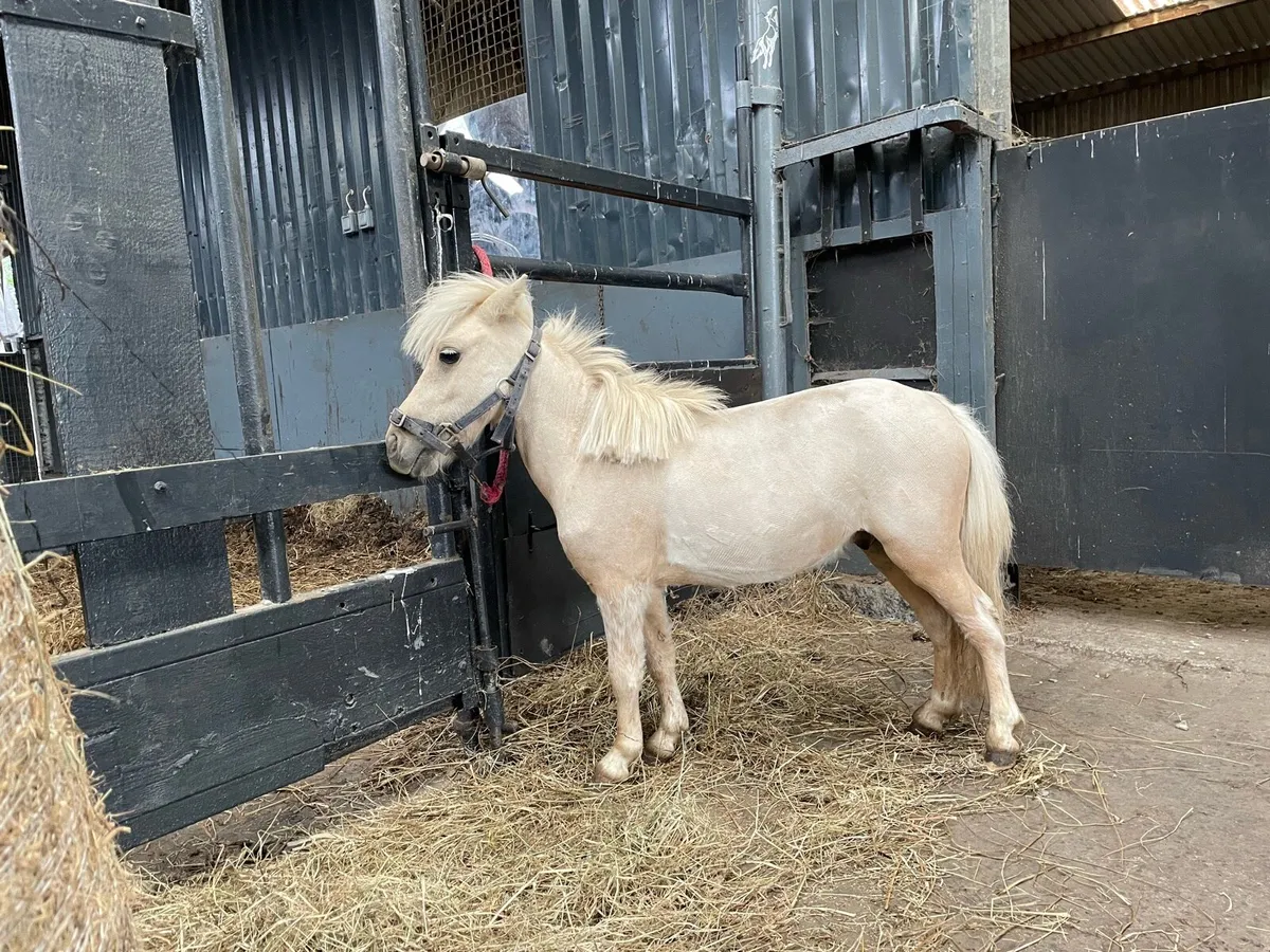 Palomino minature colt - Image 3