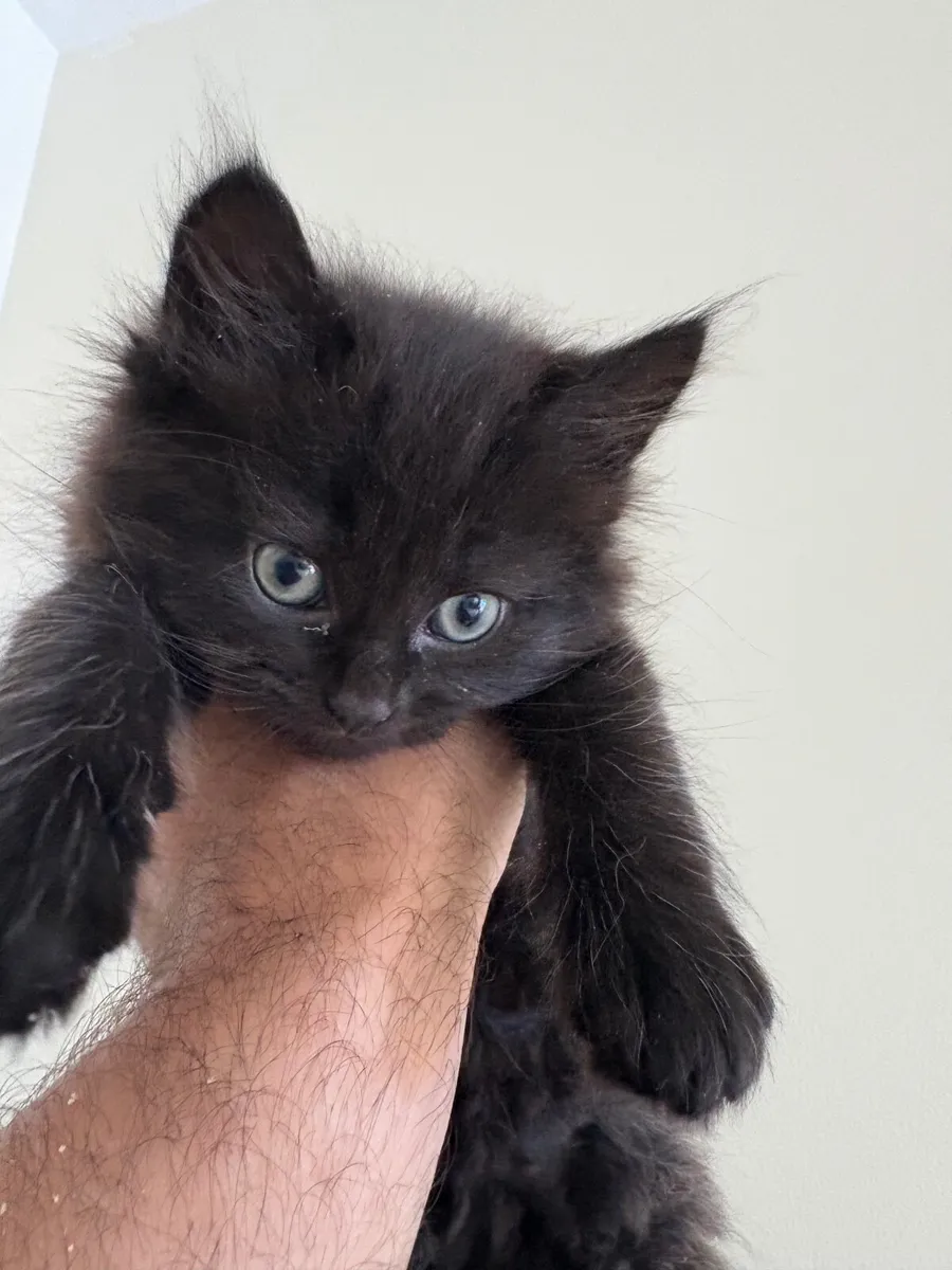 Kitten Cross Breed Fluffy Mix Black Female - Image 3