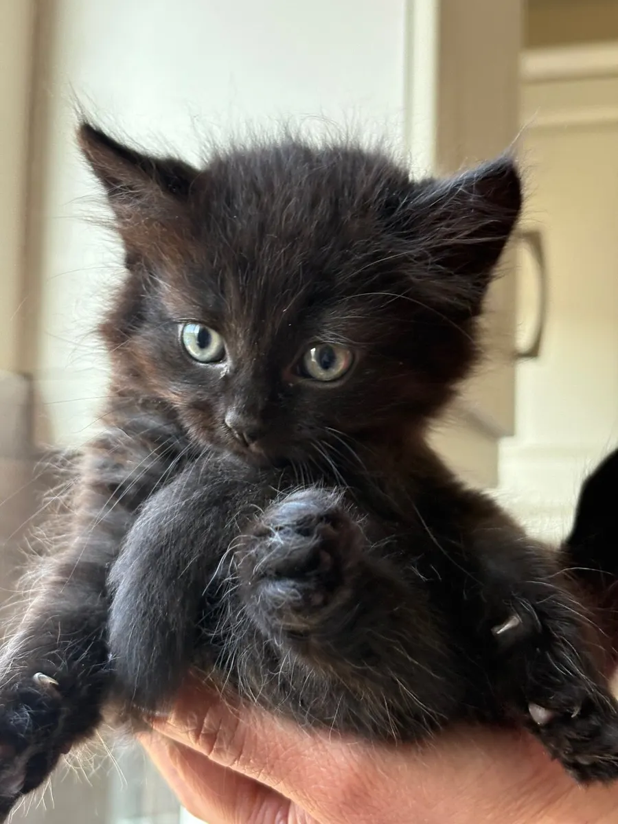 Kitten Cross Breed Fluffy Mix Black Female - Image 4