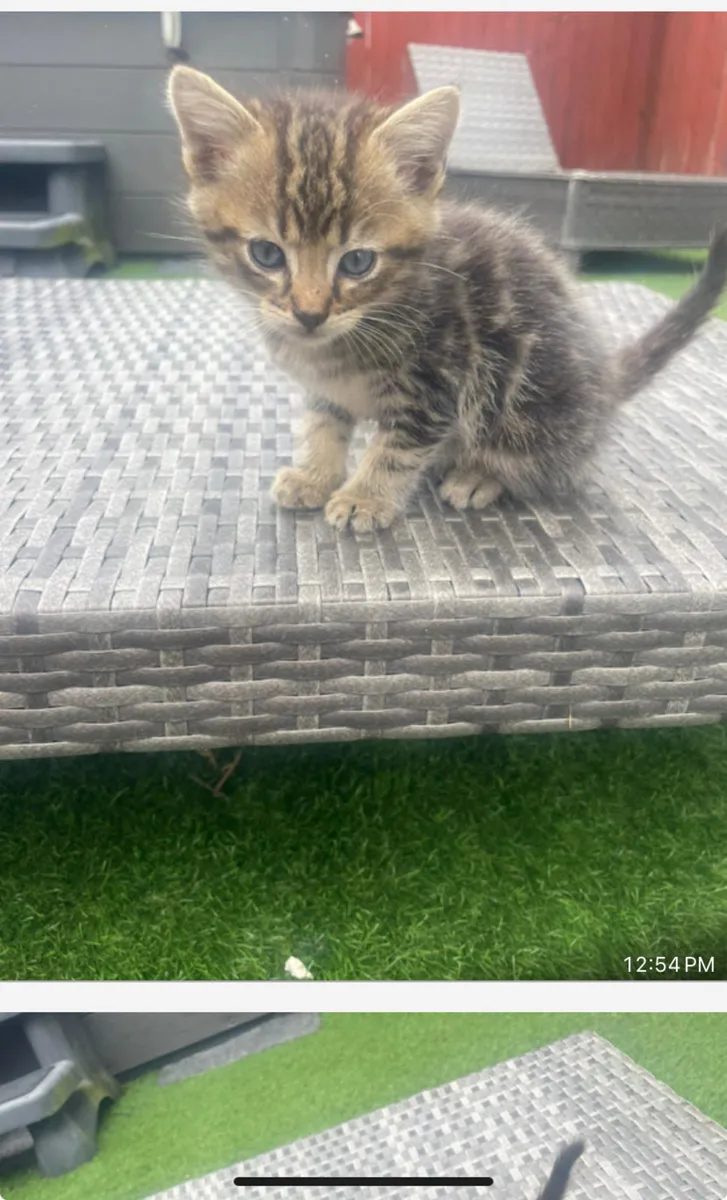 Kittens - Image 1