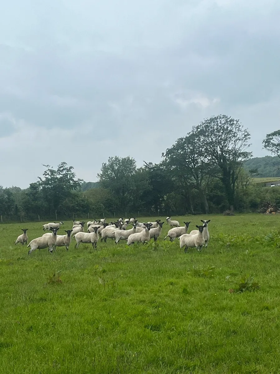 Hoggets
