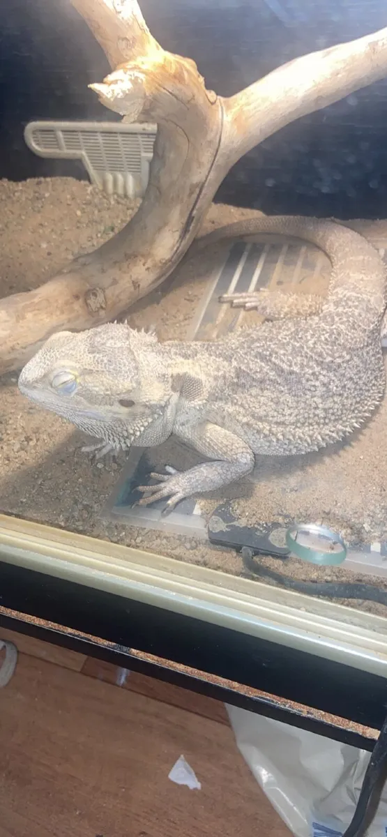 Lizard - Image 1