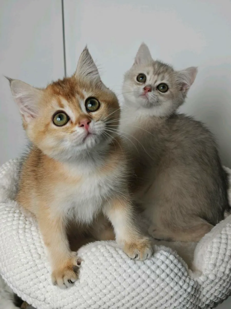 British shorthair kitten - Image 1