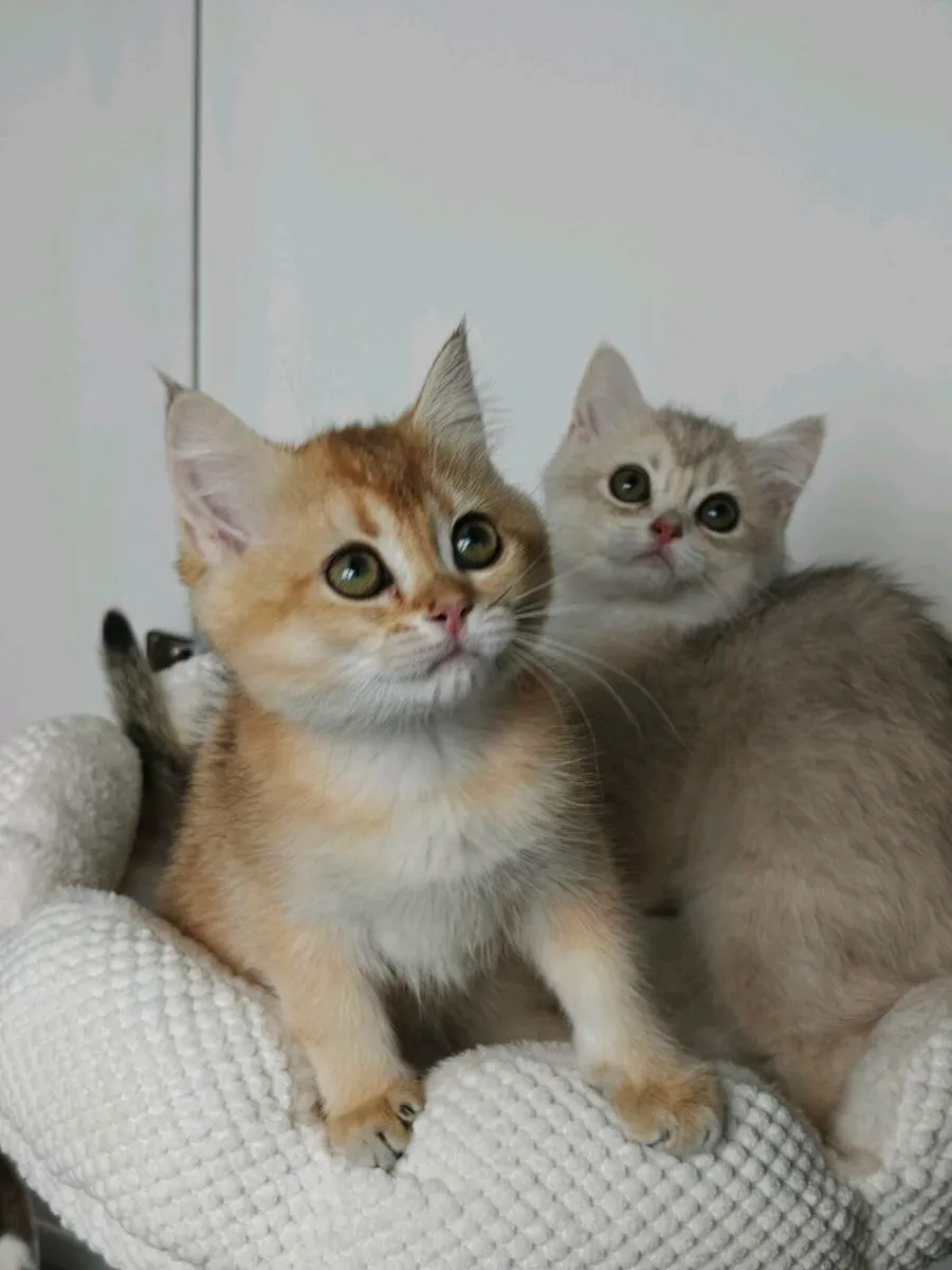 British shorthair kitten - Image 2