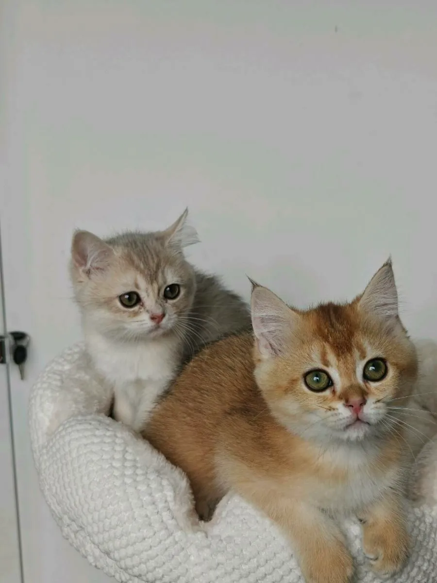 British shorthair kitten - Image 3