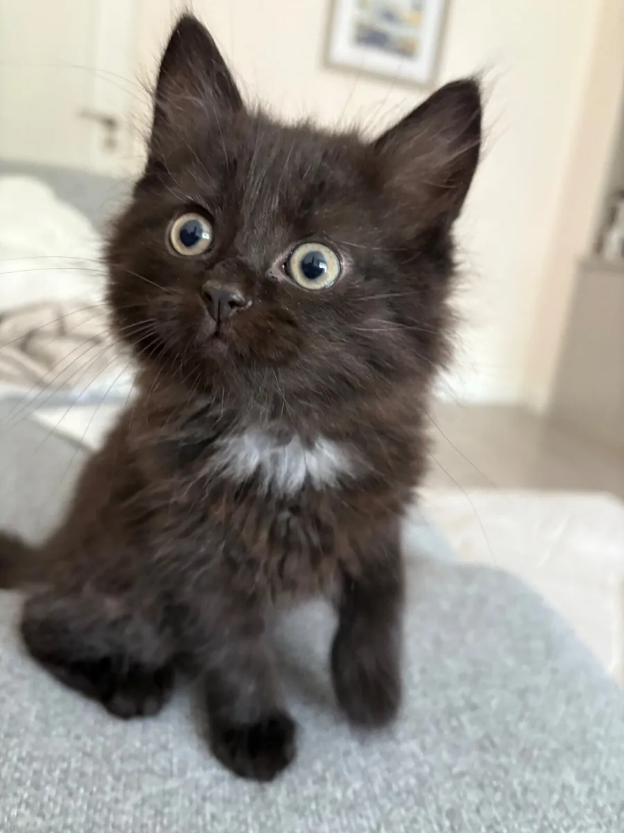 Kitten Cross Breed Fluffy Mix Black Female - Image 1