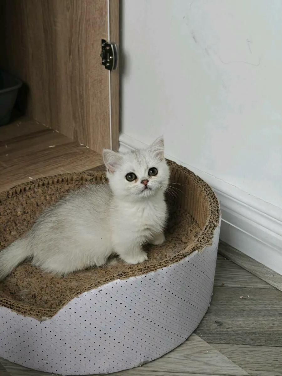 British shorthair kitten - Image 4