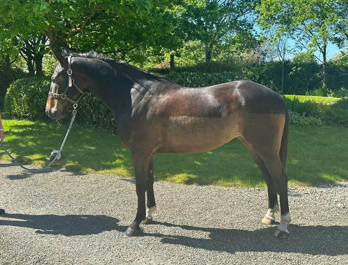 Smart TIH Mare 15'3" - Image 1