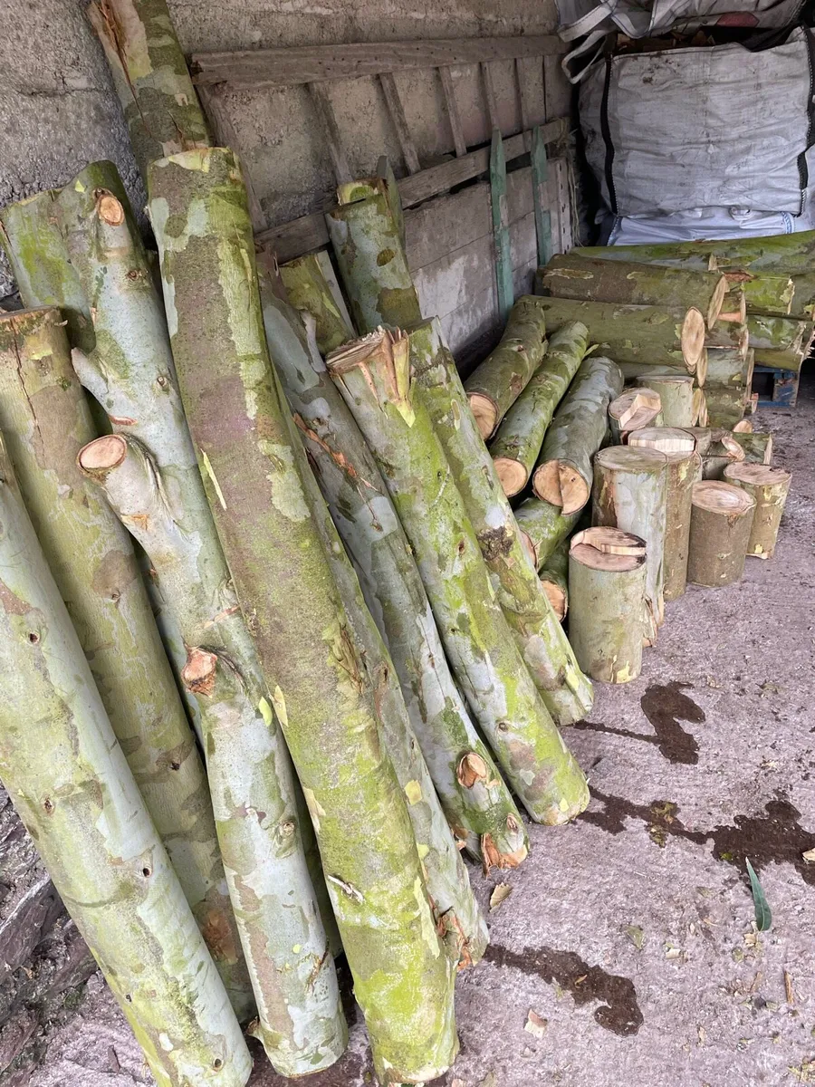 Fresh Eucalyptus firewood - Image 1