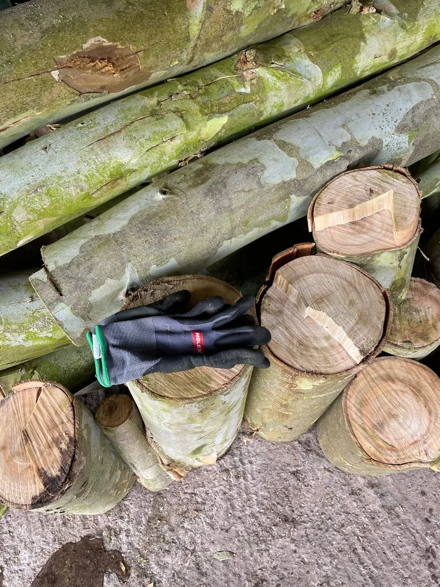 Fresh Eucalyptus firewood - Image 2
