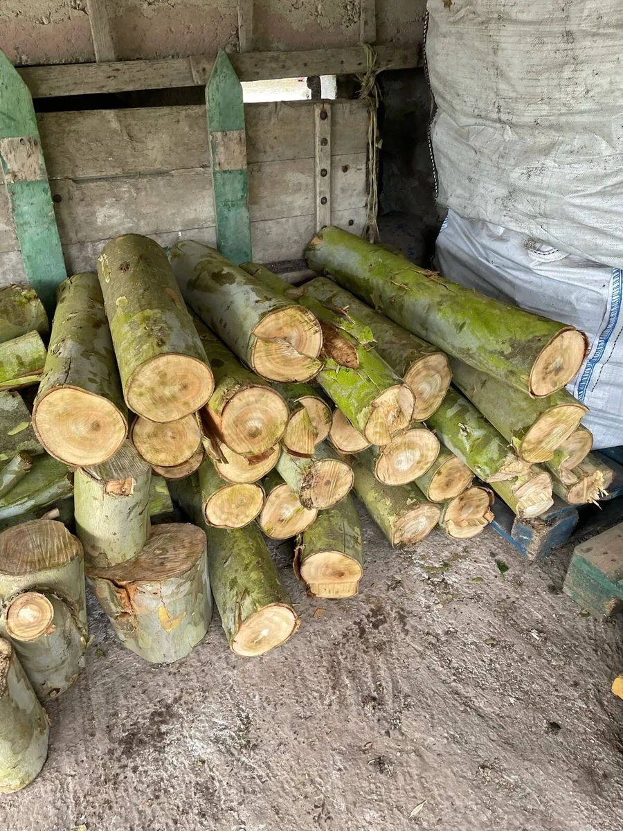 Fresh Eucalyptus firewood - Image 3