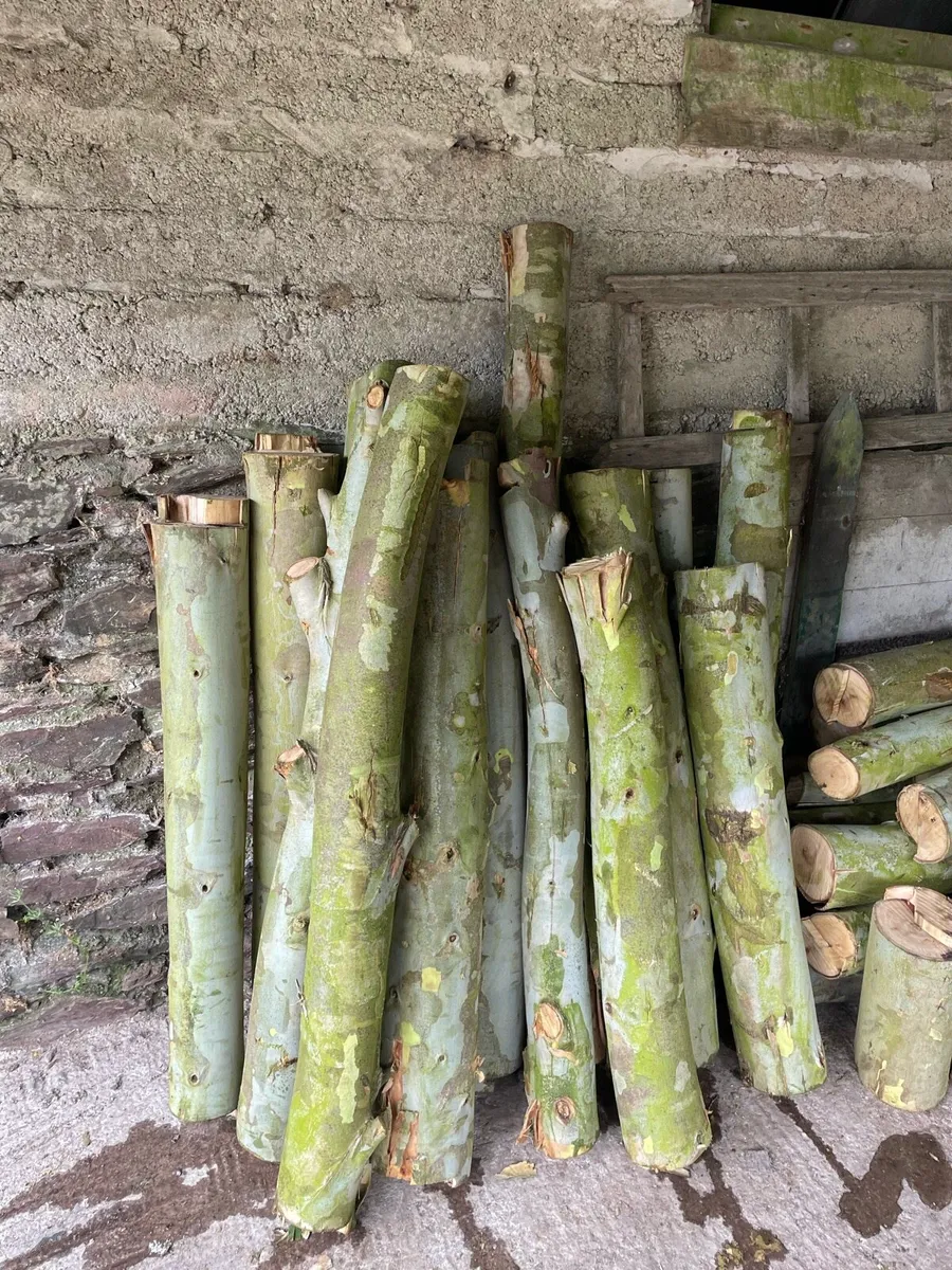 Fresh Eucalyptus firewood - Image 4