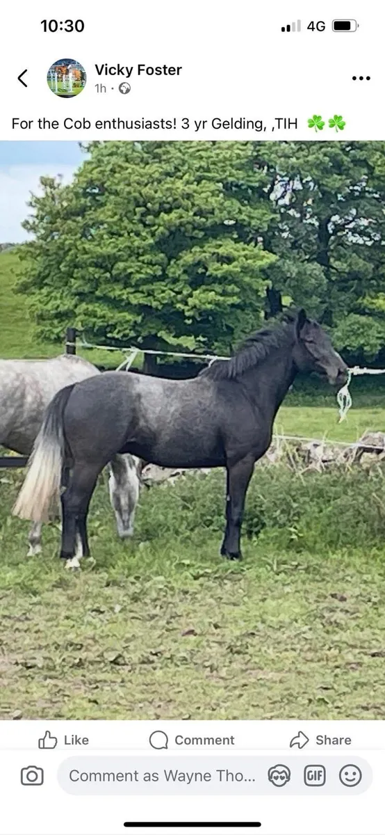 Traditional Irish 3yr gelding - Image 1
