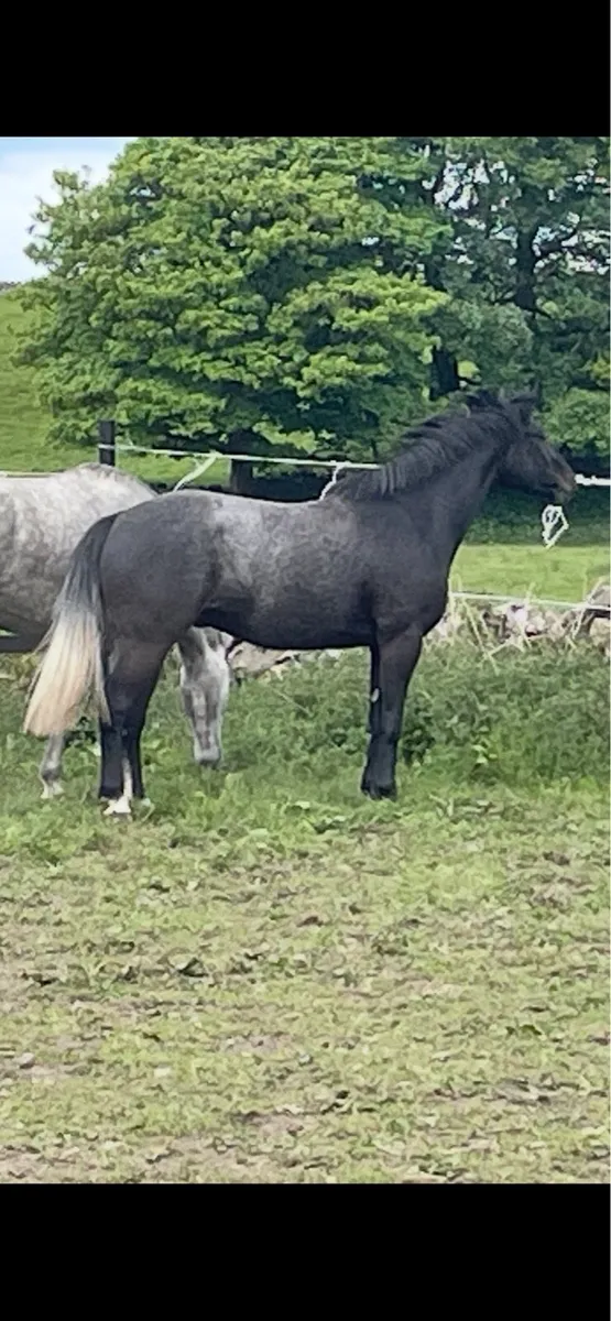 Traditional Irish 3yr gelding - Image 2