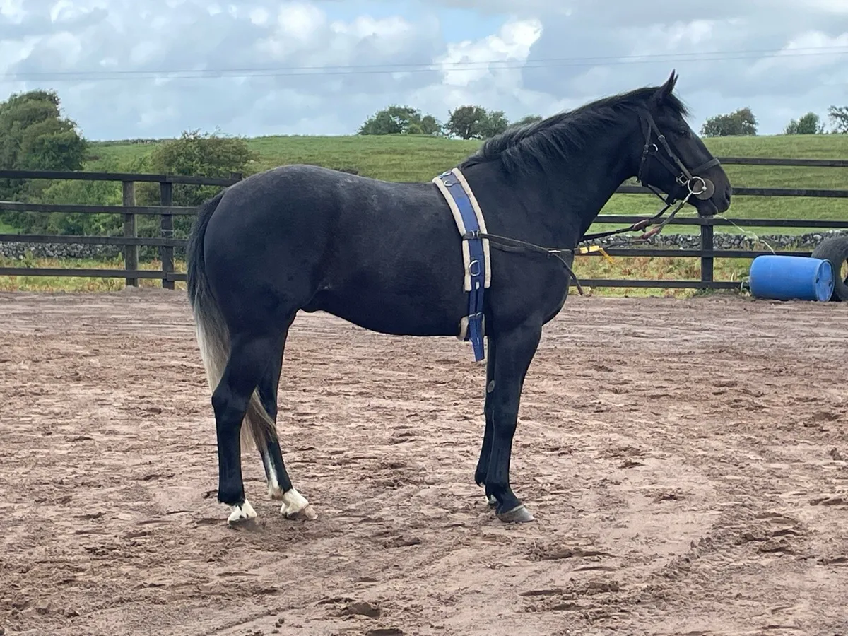 Traditional Irish 3yr gelding - Image 3