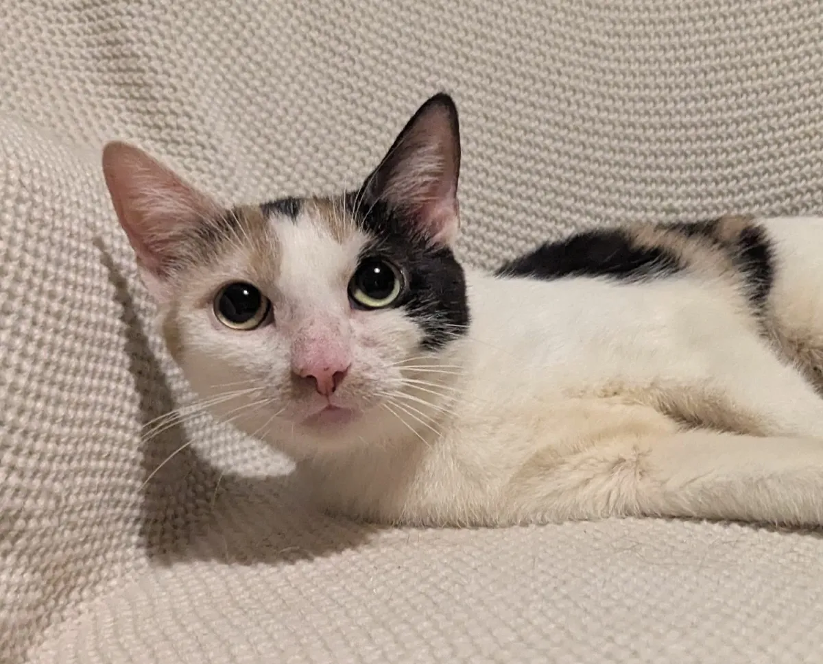 Shorthair Calico cat - Image 1