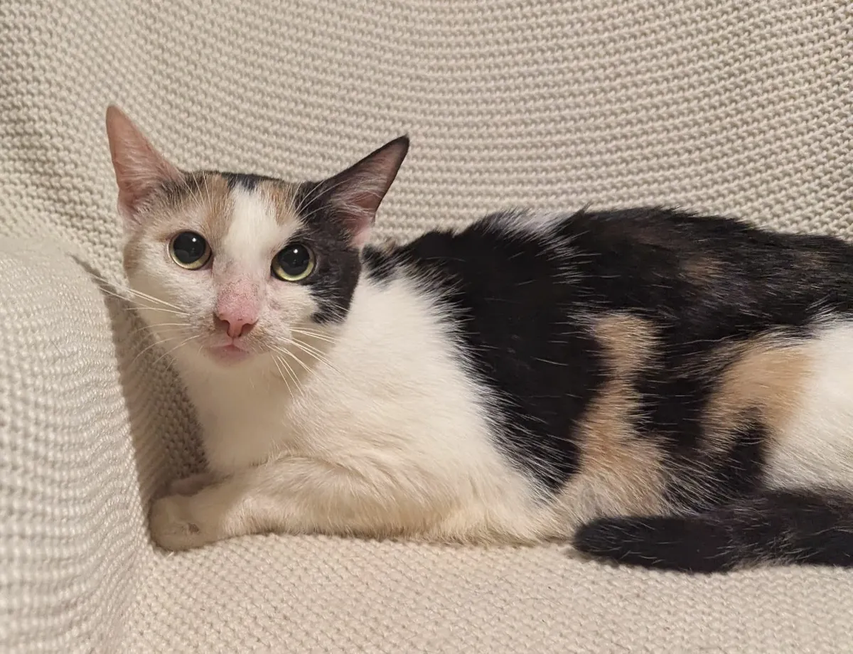 Shorthair Calico cat - Image 2