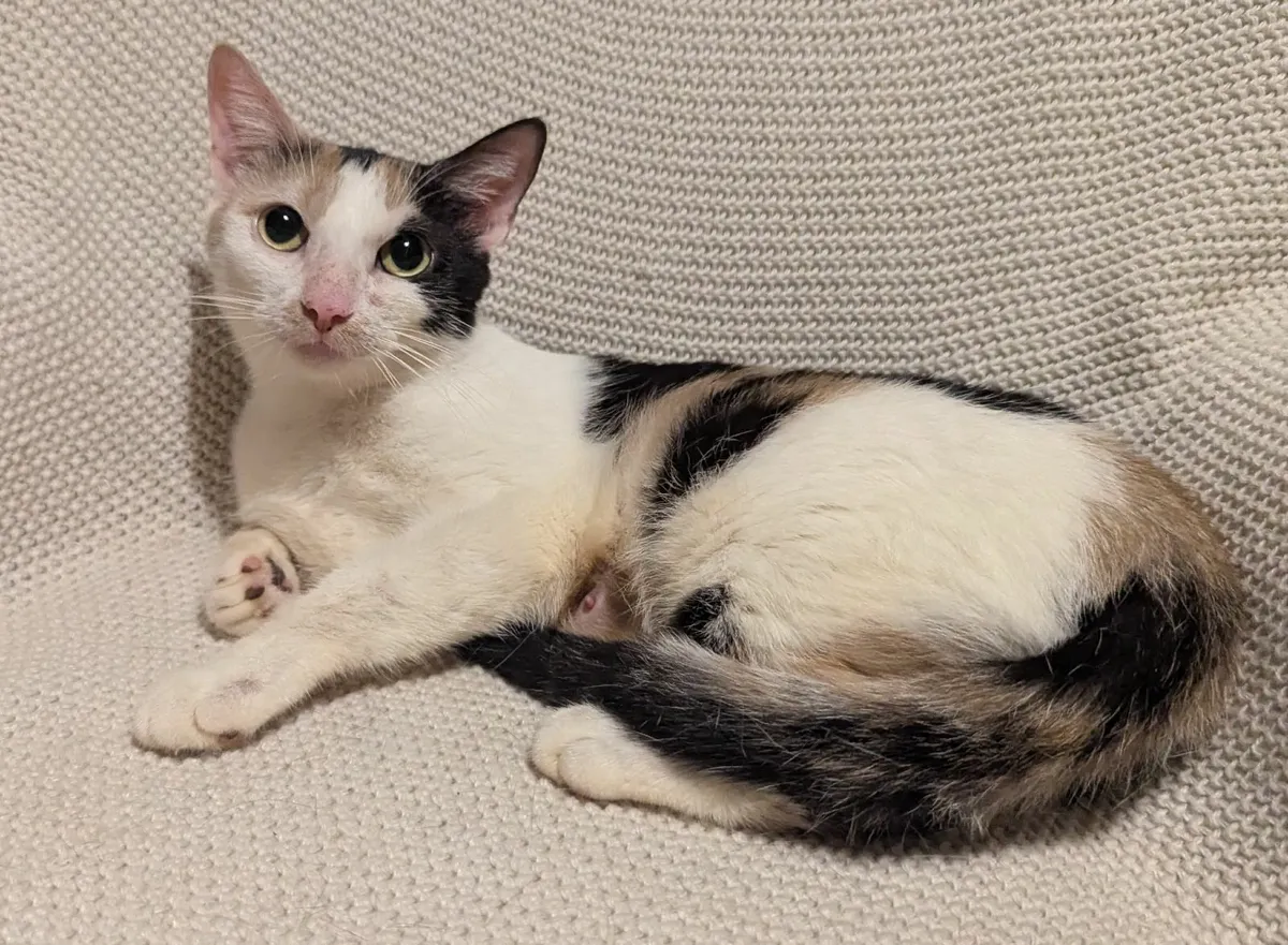 Shorthair Calico cat - Image 3