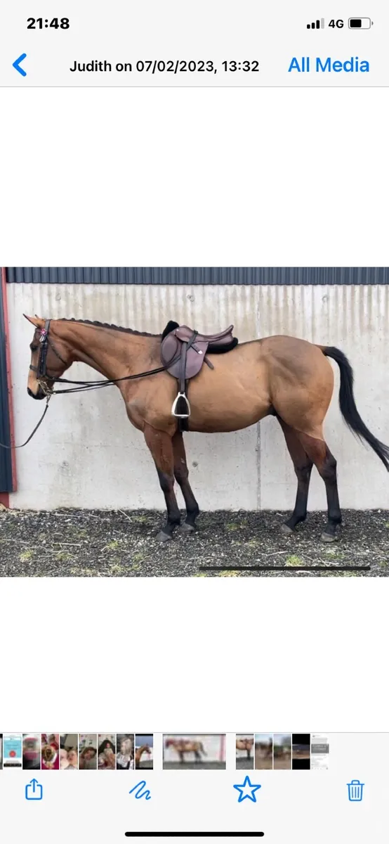 Red Bay Gelding 16 2hh - Image 3