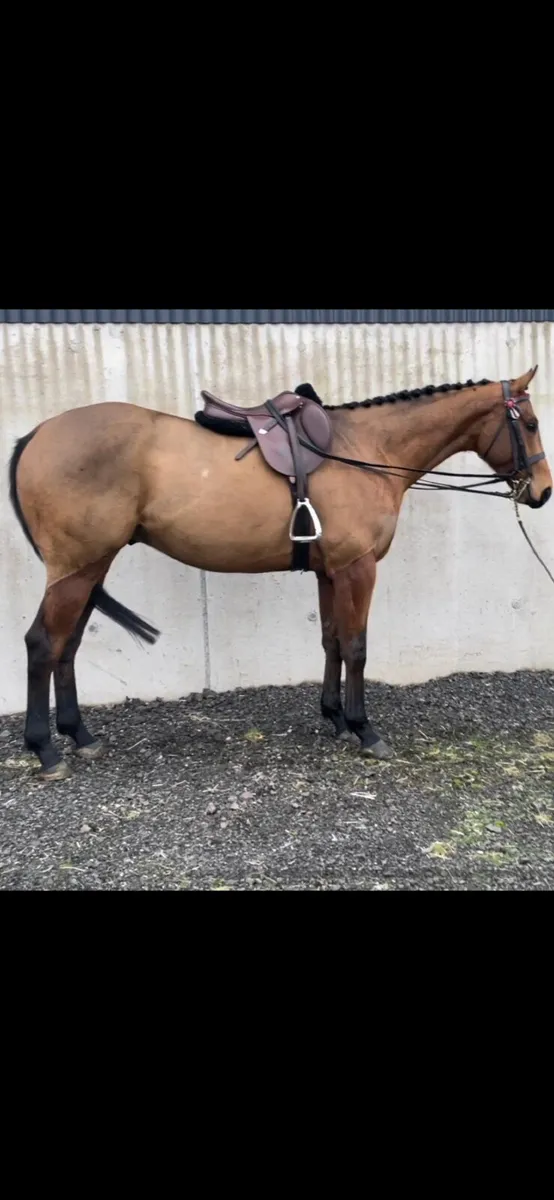 Red Bay Gelding 16 2hh - Image 4