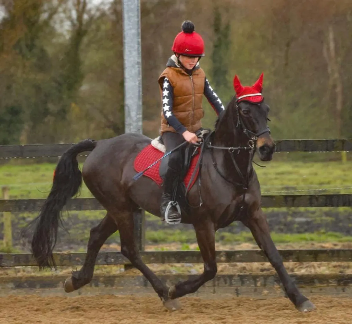Horse - Image 2