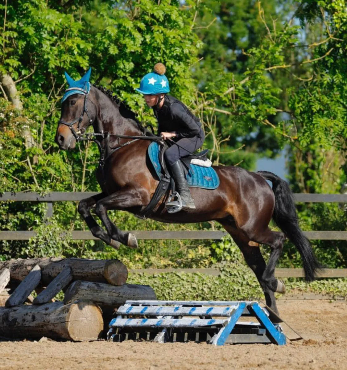 Horse - Image 3