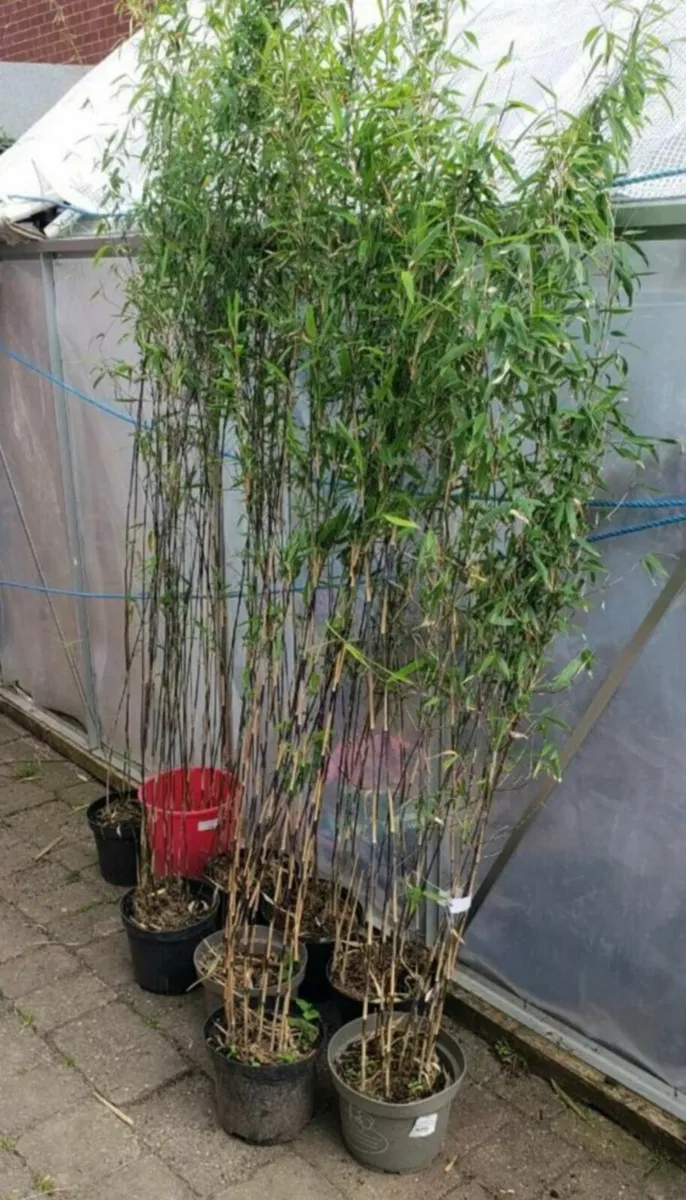 Bamboo Volcano . Delivery available - Image 1